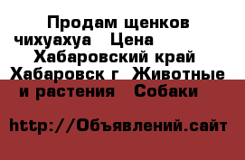 Продам щенков чихуахуа › Цена ­ 12 000 - Хабаровский край, Хабаровск г. Животные и растения » Собаки   